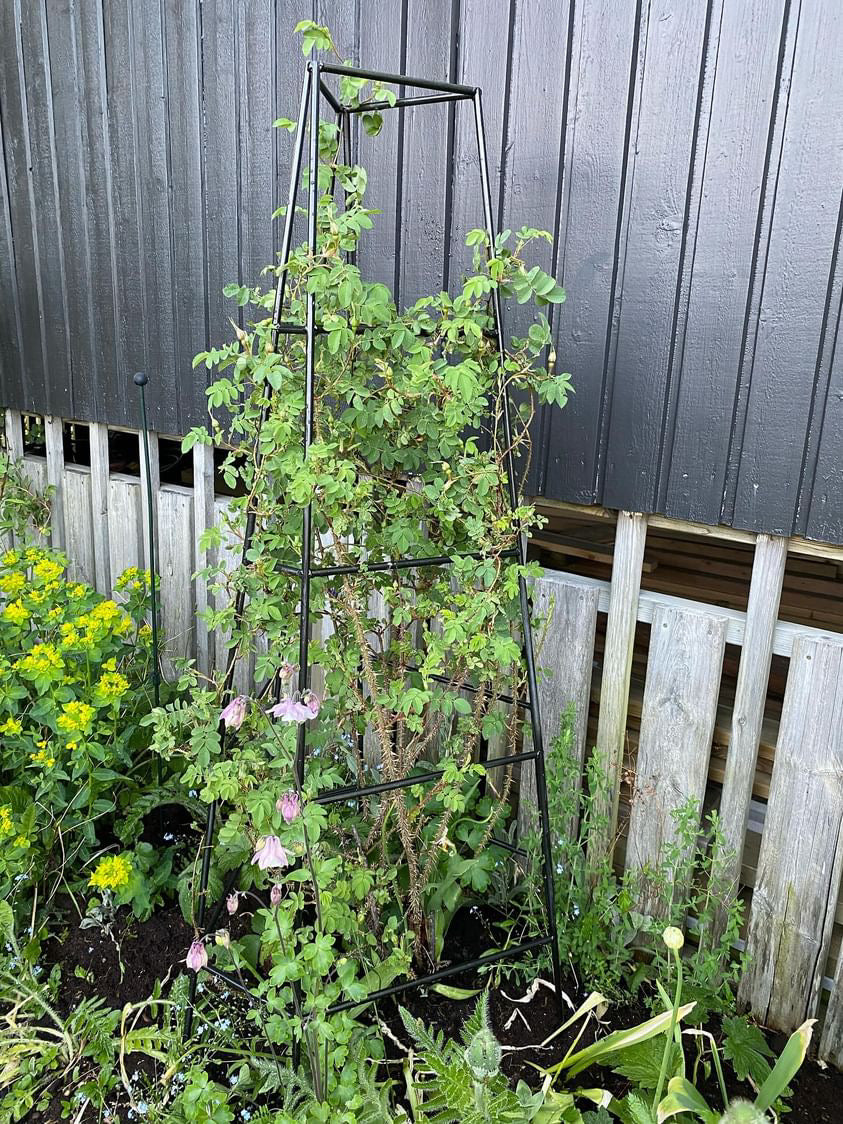 Rostorn i väntan på rosor